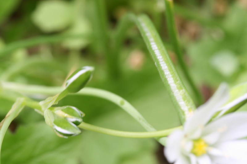 monocotiledone?? Ornithogalum umbellatum